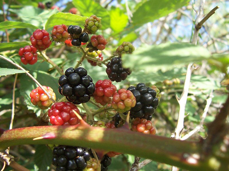 File:Blackberry fruits07.jpg