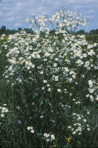 File:Boltonia latisquama.jpg