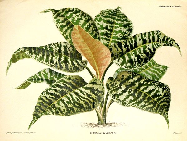 File:Dracaena goldieana1Andre.jpg