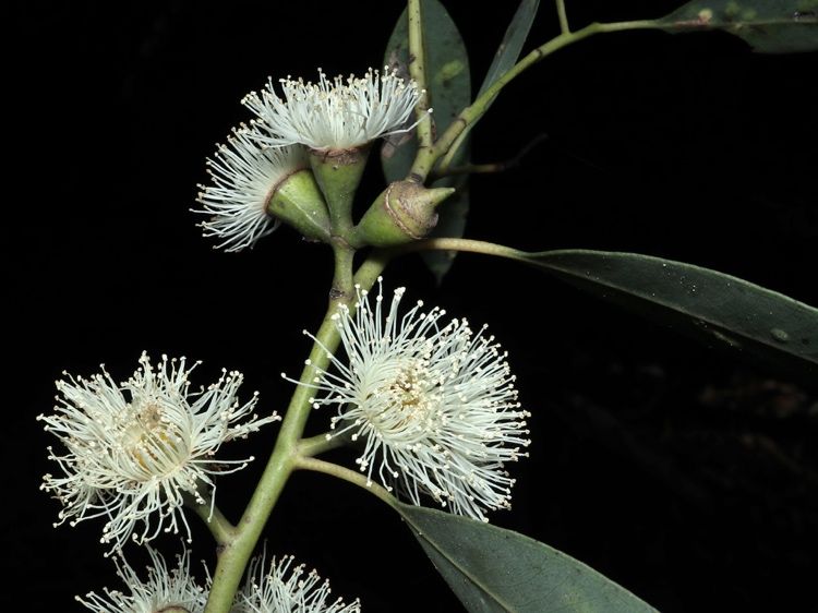 File:Eucalyptus baeuerlenii flowers.jpg