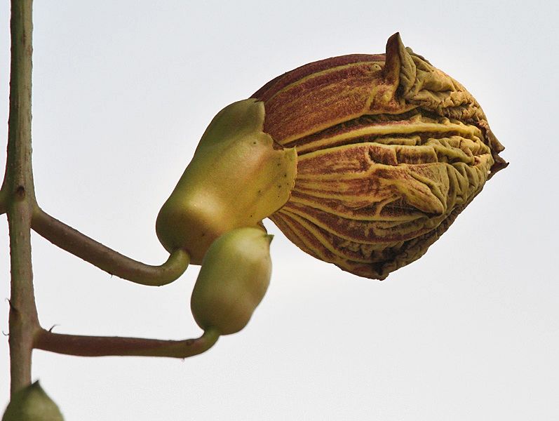 File:Flower bud I IMG 4104.jpg