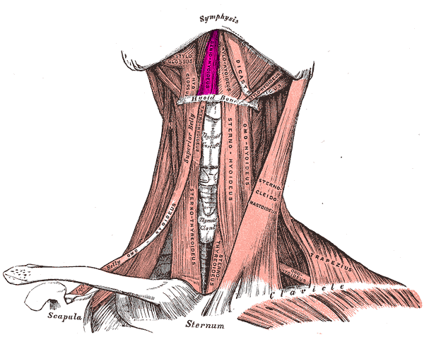 File:Geniohyoid muscle.PNG