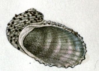 File:Granata cumingii 001.jpg