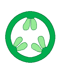 File:Gynoecium morphology placentation parietal-1 cross section.png