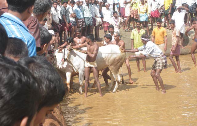 File:Kaalapoottu-arimbra-malappuram-bbc story3.jpg