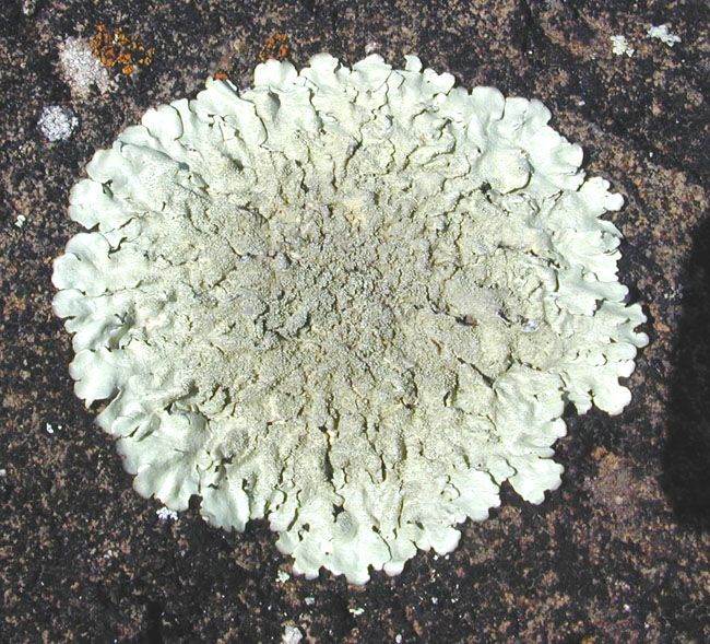 File:Lichen squamulose.jpg