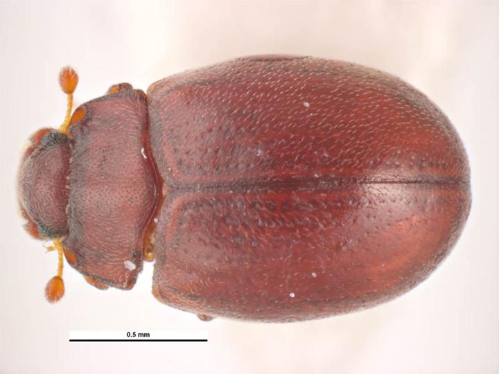 File:Murmidius ovalis.jpg