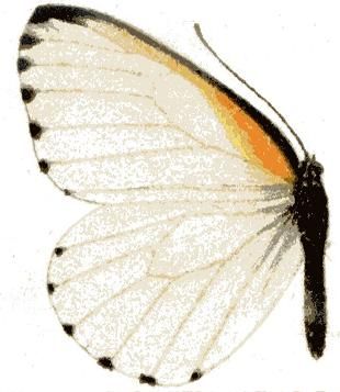 File:Mylothris rubricosta m.JPG