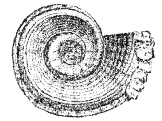 File:Nautilus clarkanus.jpg