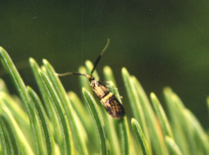 File:Nemophora associatella BE-MK-6-9965a.jpg