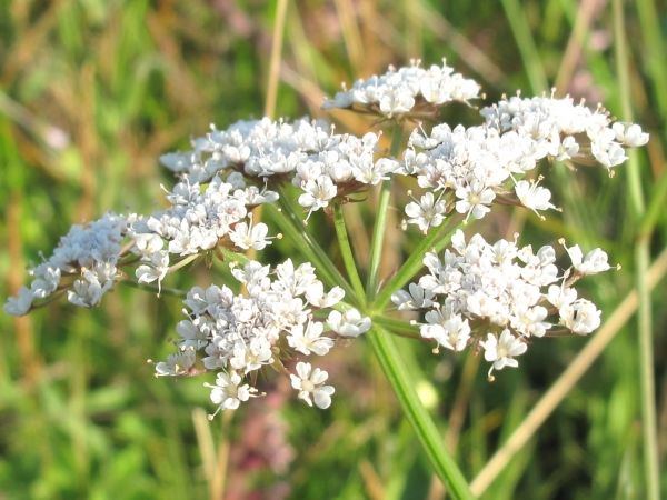 File:Oenanthe silaifolia 2.jpg