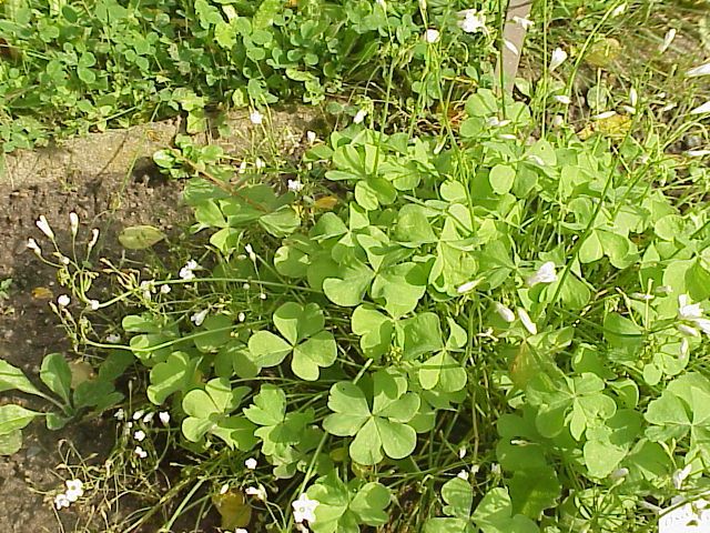 File:Oxalis arborea1.jpg