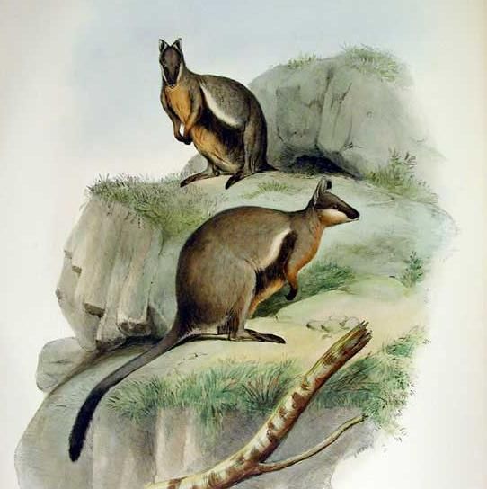 File:Petrogale lateralis - Gould.jpg