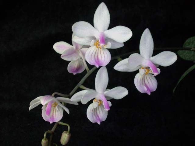 File:Phalaenopsis lindenii toapel.jpg