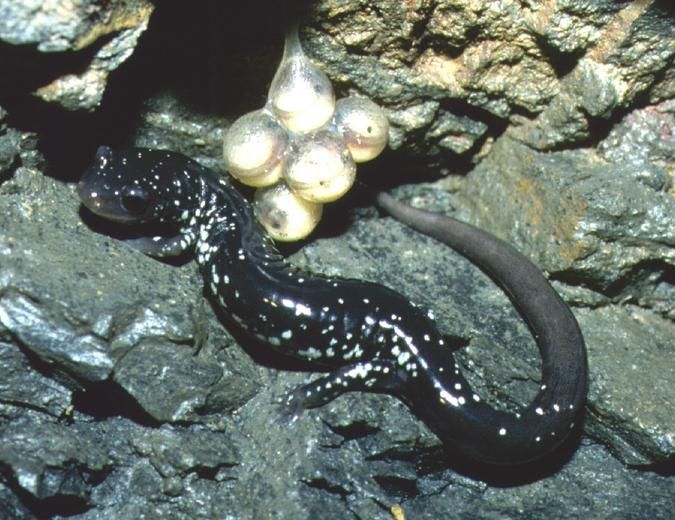 File:Plethodon albagula.jpg