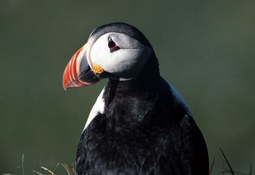 File:Puffin2-1.jpg