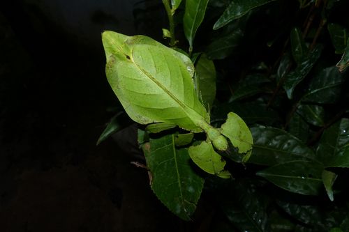 File:Pulchriphyllium anangu.jpg