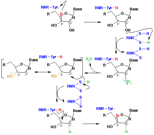 File:RNR reaction.png