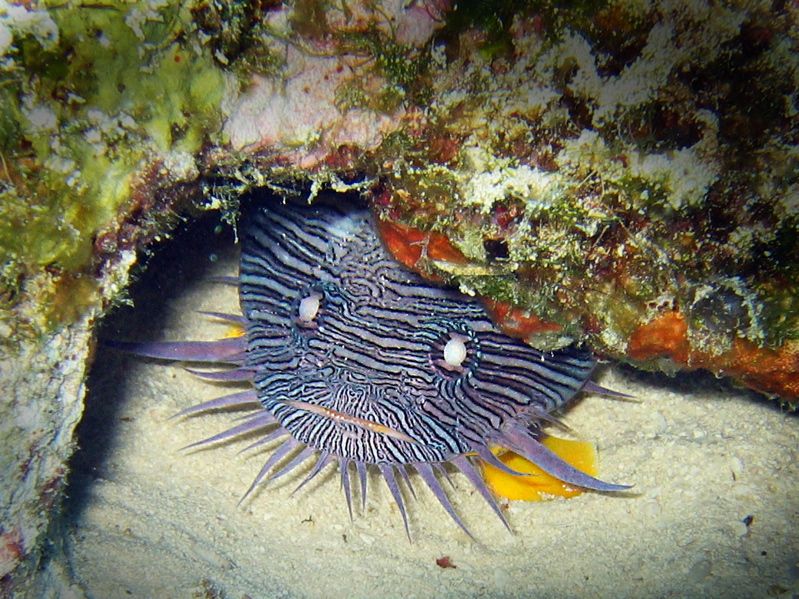 File:Splendidtoadfish laban.jpg