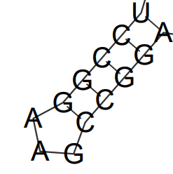 File:5 UTR Stem Loop 1.png