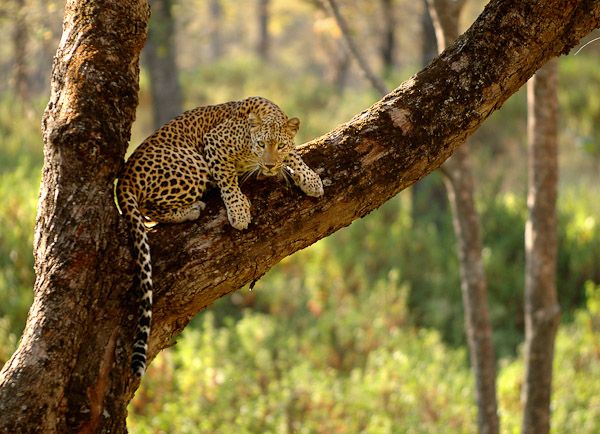 File:Alert Leopard.jpg