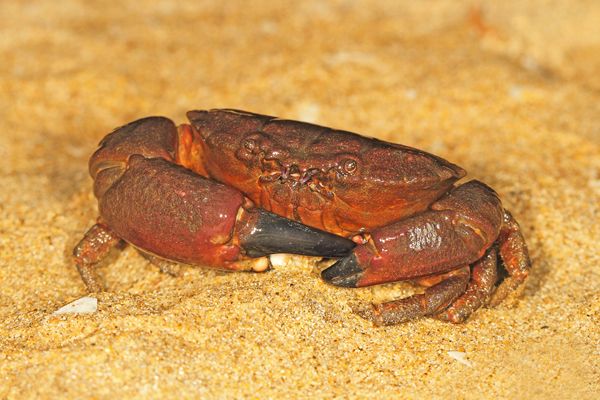 File:Atergatis subdentatus Brown or Xanthid Crab.jpg