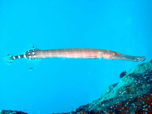 File:Aulostomus strigosus, Tenerife.jpg