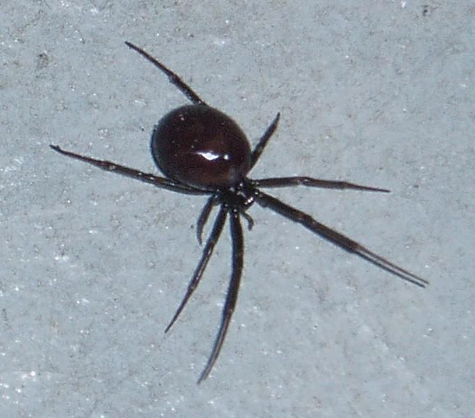 File:Australiansteatoda.JPG