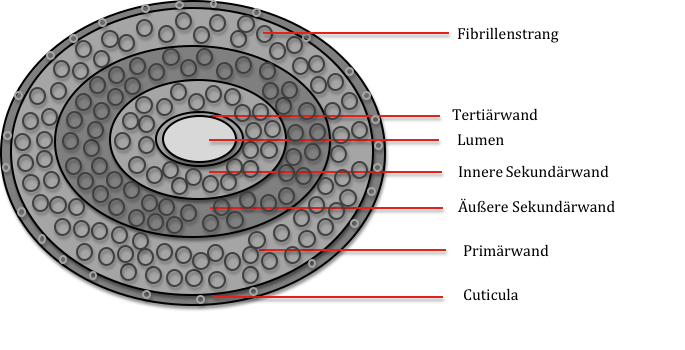 File:Baumwollfaser Querschnitt.png