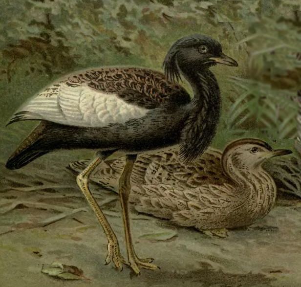 File:BengalFlorican.jpg