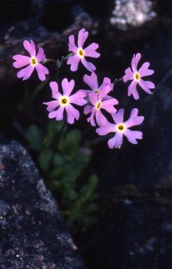 File:Birds Eye Primrose in Neys Provincial Park.jpg