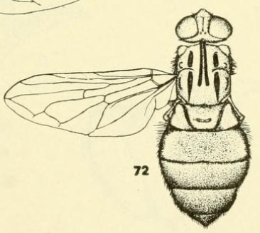 File:Brachyopa daeckei dorsal.png