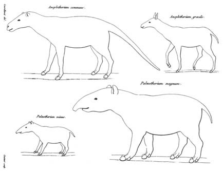 File:Charles Laurillardi Palaeotherium Anoplotherium Drawings 1822.png