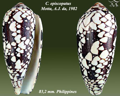 File:Conus episcopatus 2.jpg