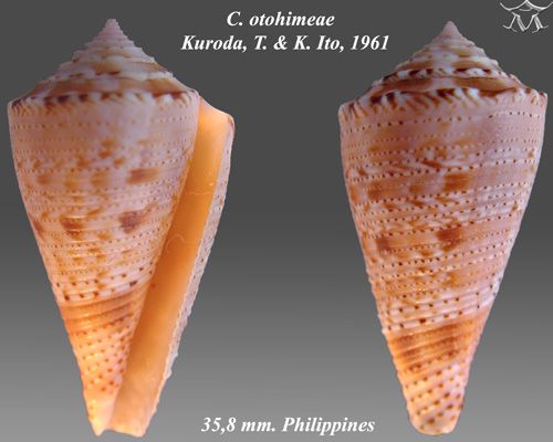 File:Conus otohimeae 1.jpg