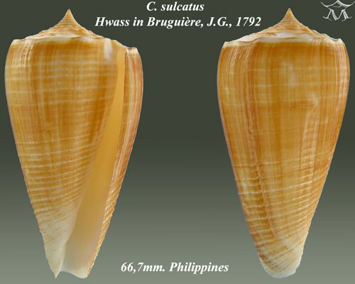 File:Conus sulcatus 1.jpg