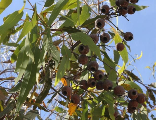 File:Corymbia cliftoniana.jpg