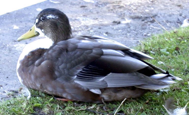 File:Duck.jpg