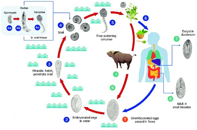 File:Fasciolopsiasis transmission cycle.png