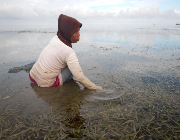 File:Gleaning activity on seagrass (cropped).png