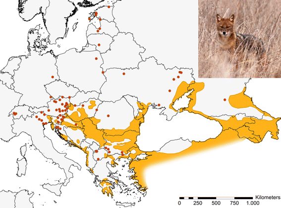 File:Golden jackal distribution in Europe 2015.png