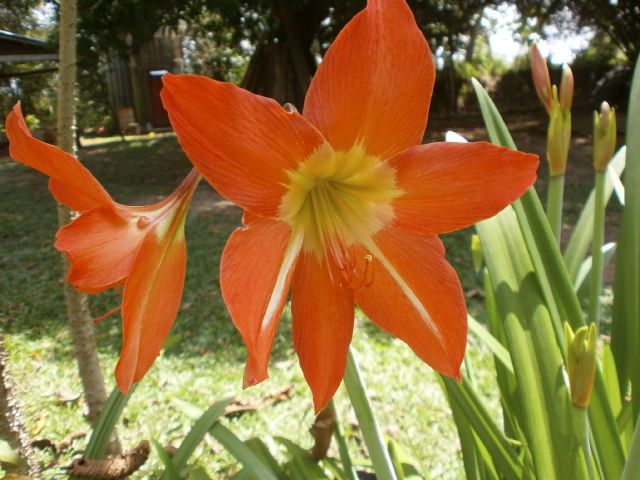 File:Hippeastrum ferreyrae.jpeg