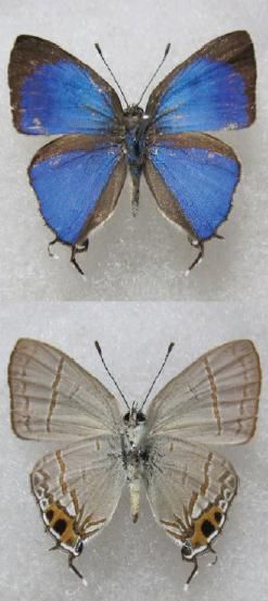 File:Hypolycaena shirozui male.JPG