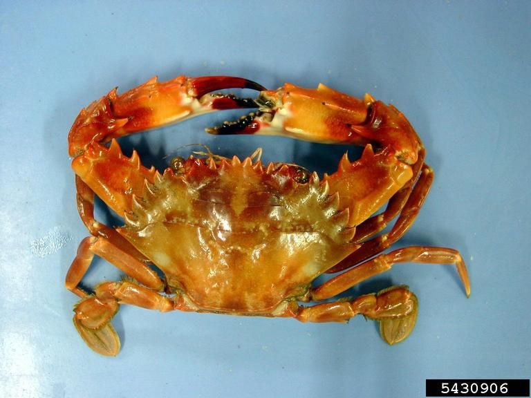 File:Indo Pacific swimming crab.jpg