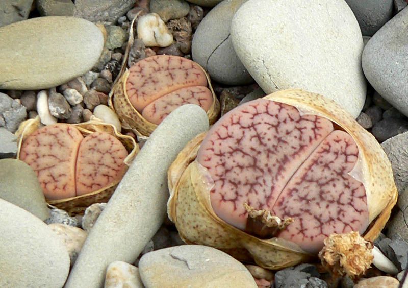 File:Lithops pseudotruncatella elisabethae 1.jpg