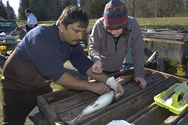 File:Lower-elwha-klallam-steelhead-broodstock-spawning-keith-lauderback-melanie-roed-0277.jpg