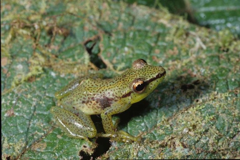 File:Mantidactylus punctatus.jpg