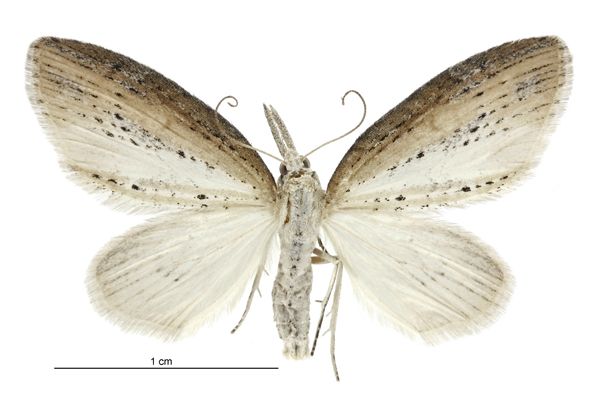 File:Microdes epicryptis female.jpg