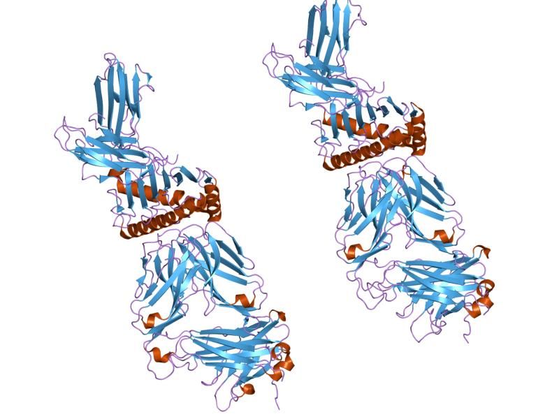 File:PDB 2f54 EBI.jpg