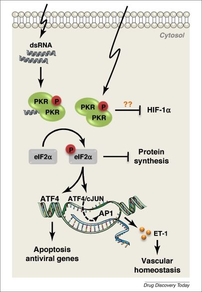 File:PKR Integrated stress response.jpg